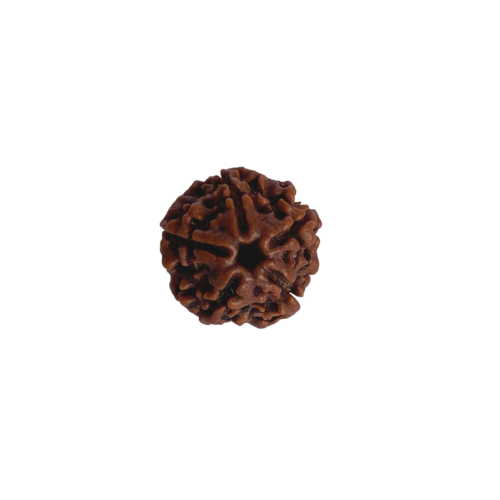 Nasiona Rudraksha 5-cio twarzowy — Oryginalne nasiona Rudraksha Panchmukhi (5-twarzowe) z Nepalu, średnica 18–22 mm