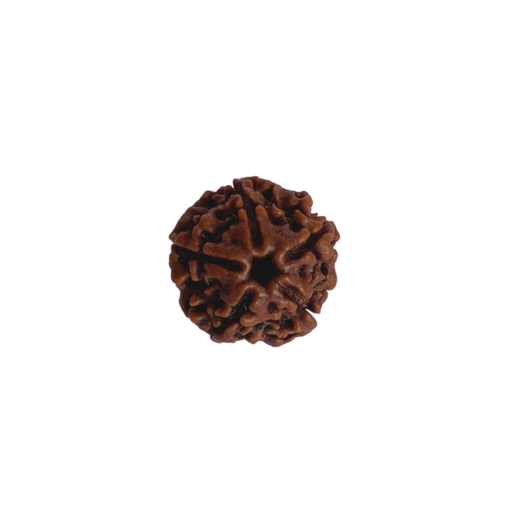 Nasiona Rudraksha 5-cio twarzowy — Oryginalne nasiona Rudraksha Panchmukhi (5-twarzowe) z Nepalu, średnica 18–22 mm
