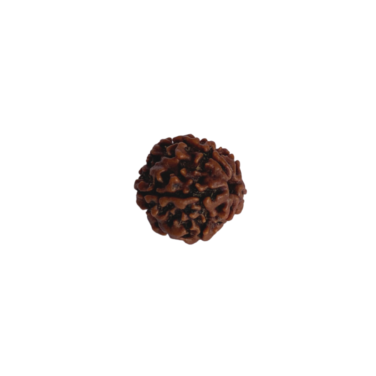 Nasiona Rudraksha 5-cio twarzowy — Oryginalne nasiona Rudraksha Panchmukhi (5-twarzowe) z Nepalu, średnica 18–22 mm