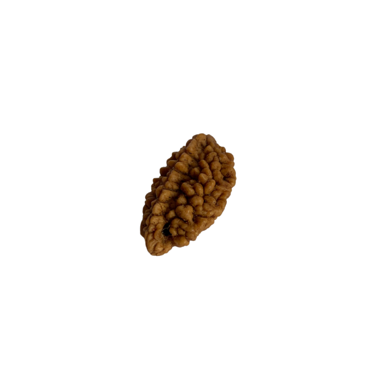 Nasiona Rudraksha 2- twarzowy