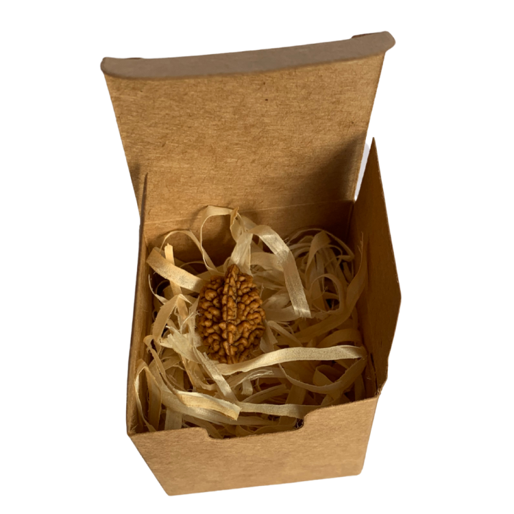 Nasiona Rudraksh 2- twarzowy INDYJSKIE PRODUKTY