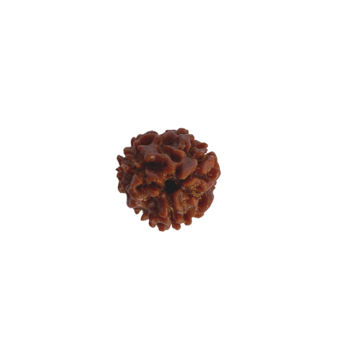 Nasiona Rudraksha 3- twarzowy