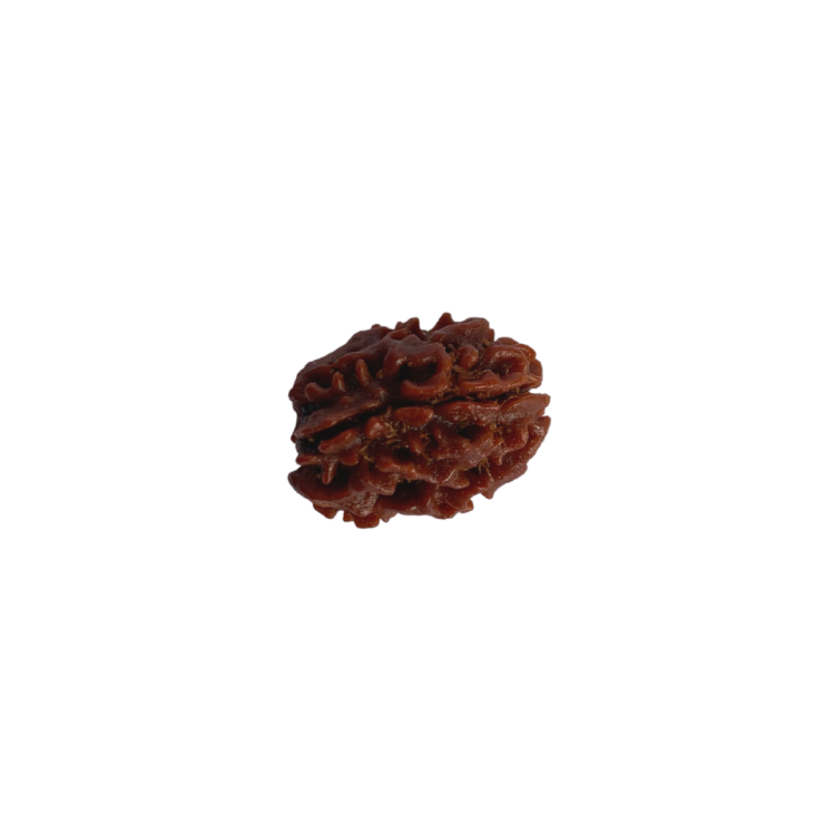 Nasiona Rudraksha 3- twarzowy