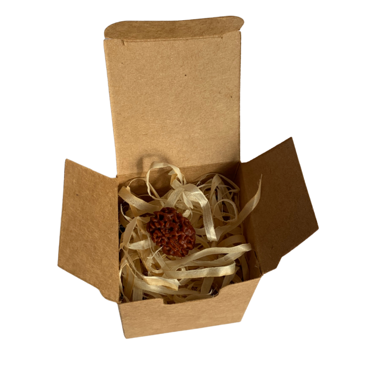 Nasiona Rudraksh 3- twarzowy INDYJSKIE PRODUKTY