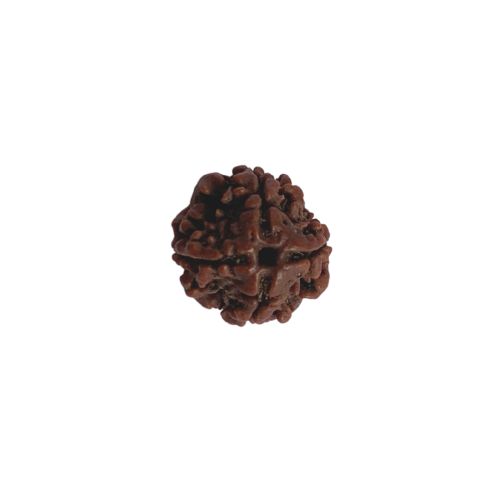 Nasiona Rudraksha 4- twarzowy