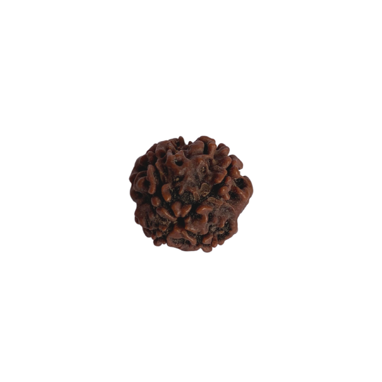 Nasiona Rudraksha 4- twarzowy