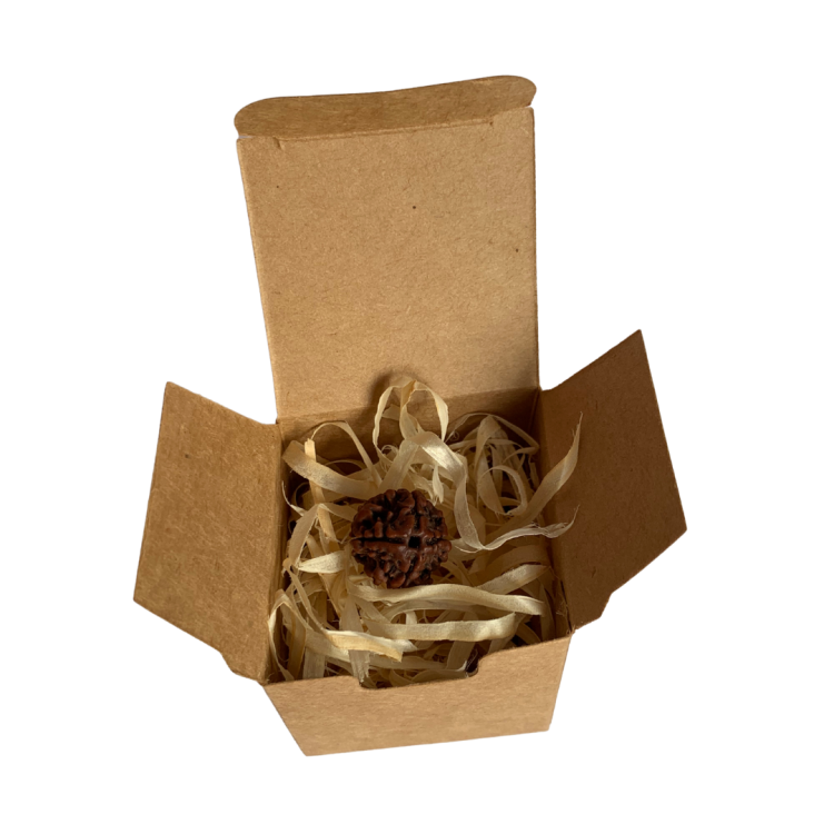 Nasiona Rudraksha 4- twarzowy INDYJSKIE PRODUKTY