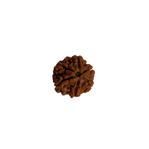 Nasiona Rudraksha 6- twarzowy