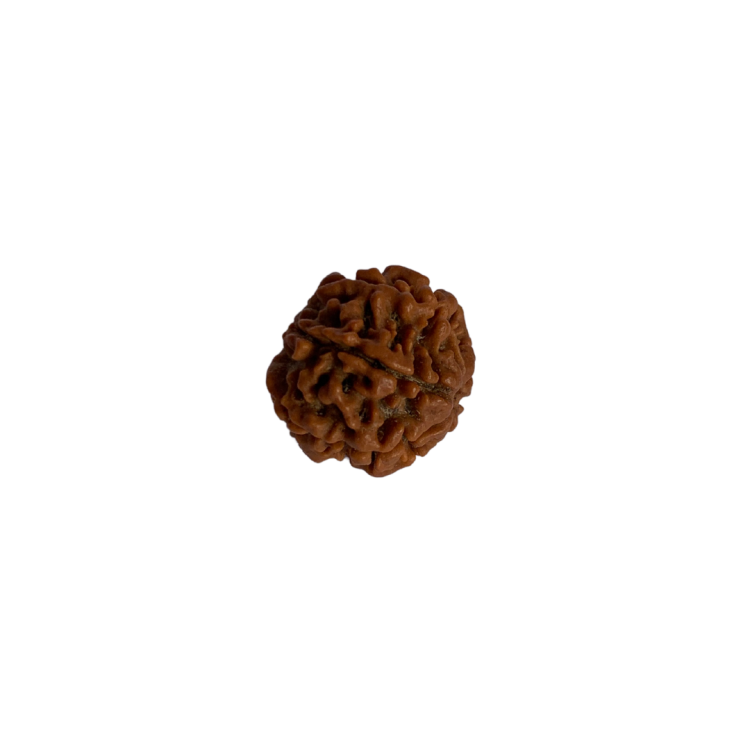 Nasiona Rudraksha 6- twarzowy