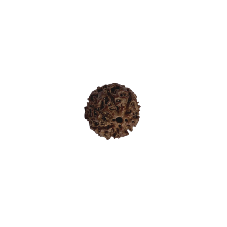 Nasiona Rudraksha 7- twarzowy