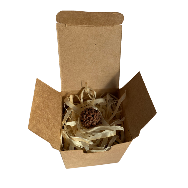 Nasiona Rudraksha 7- twarzowy INDYJSKIE PRODUKTY