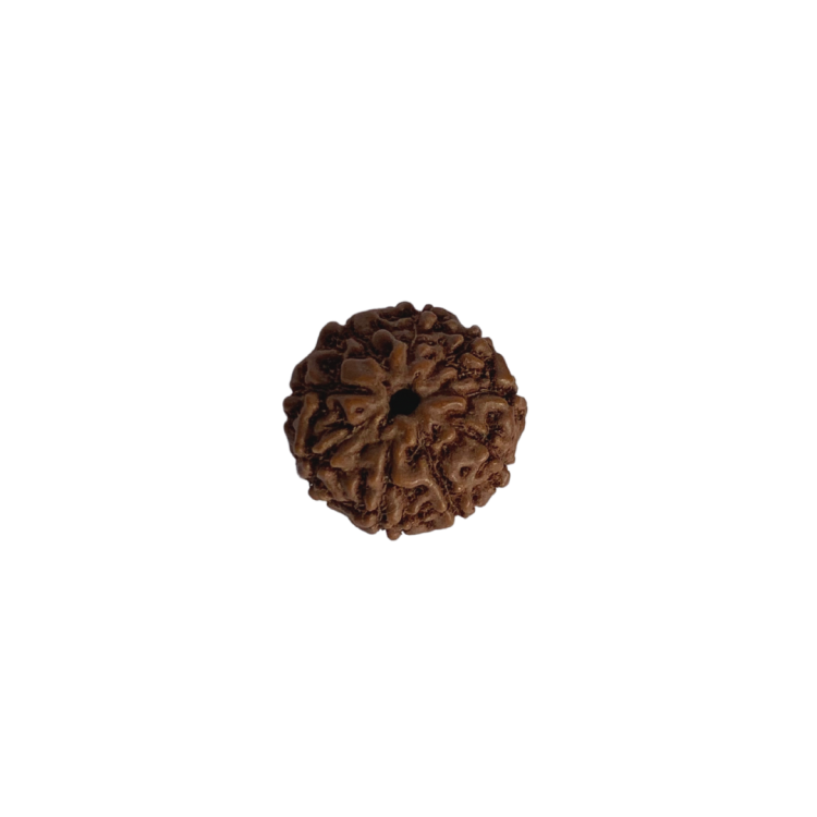 Nasiona Rudraksha 8- twarzowy