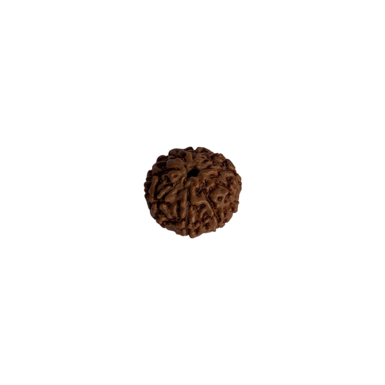 Nasiona Rudraksha 8- twarzowy