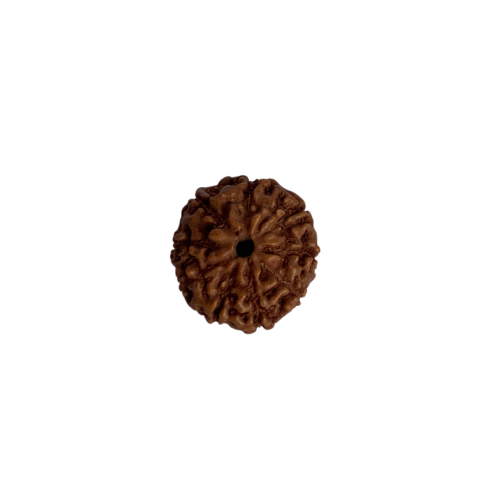 Nasiona Rudraksha 9- twarzowy