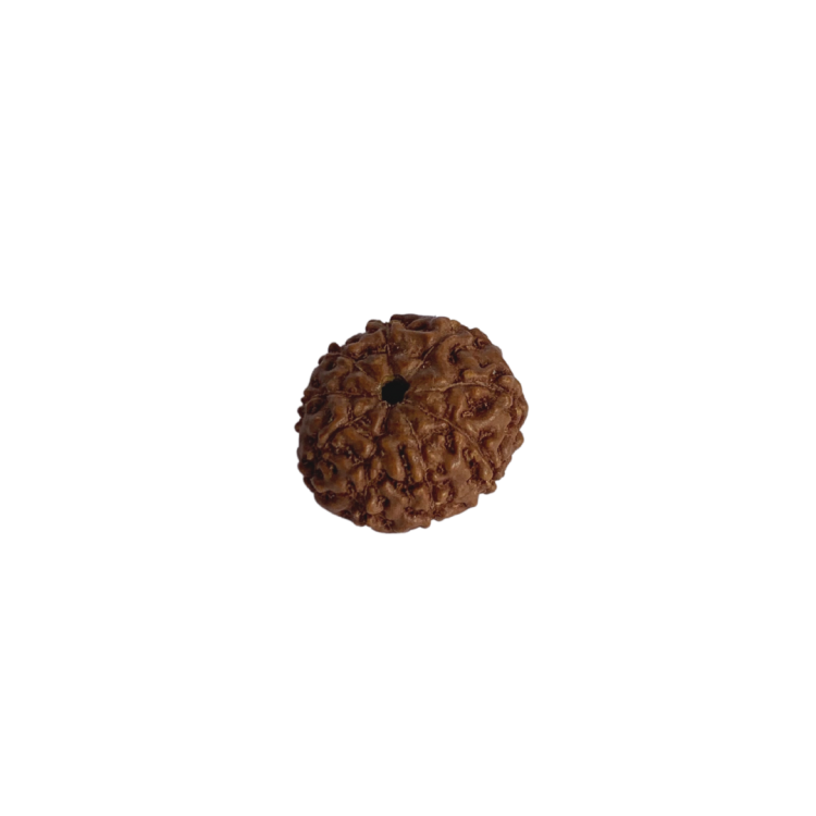 Nasiona Rudraksha 9- twarzowy